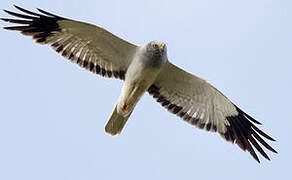 Hen Harrier