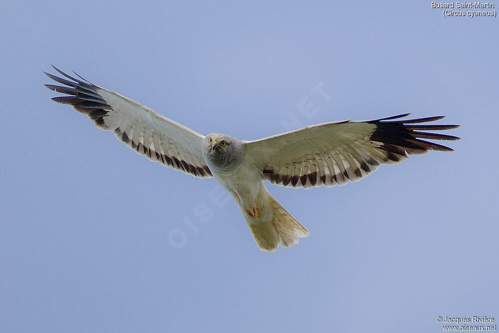 Hen Harrier male adult breeding, Flight