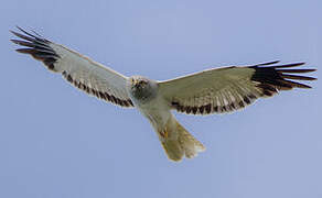 Hen Harrier