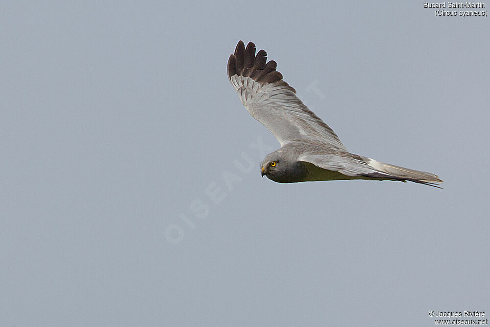 Hen Harrier male adult breeding, Flight