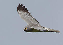 Hen Harrier