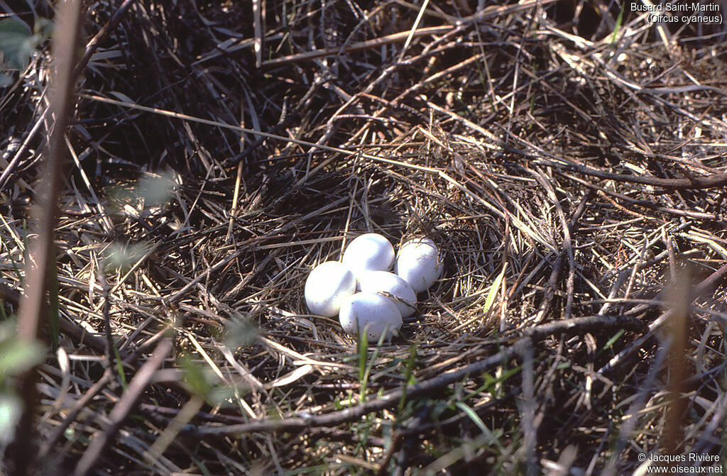 Hen Harrier, Reproduction-nesting