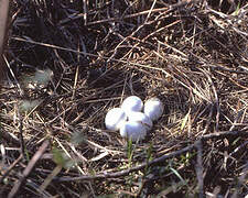 Hen Harrier