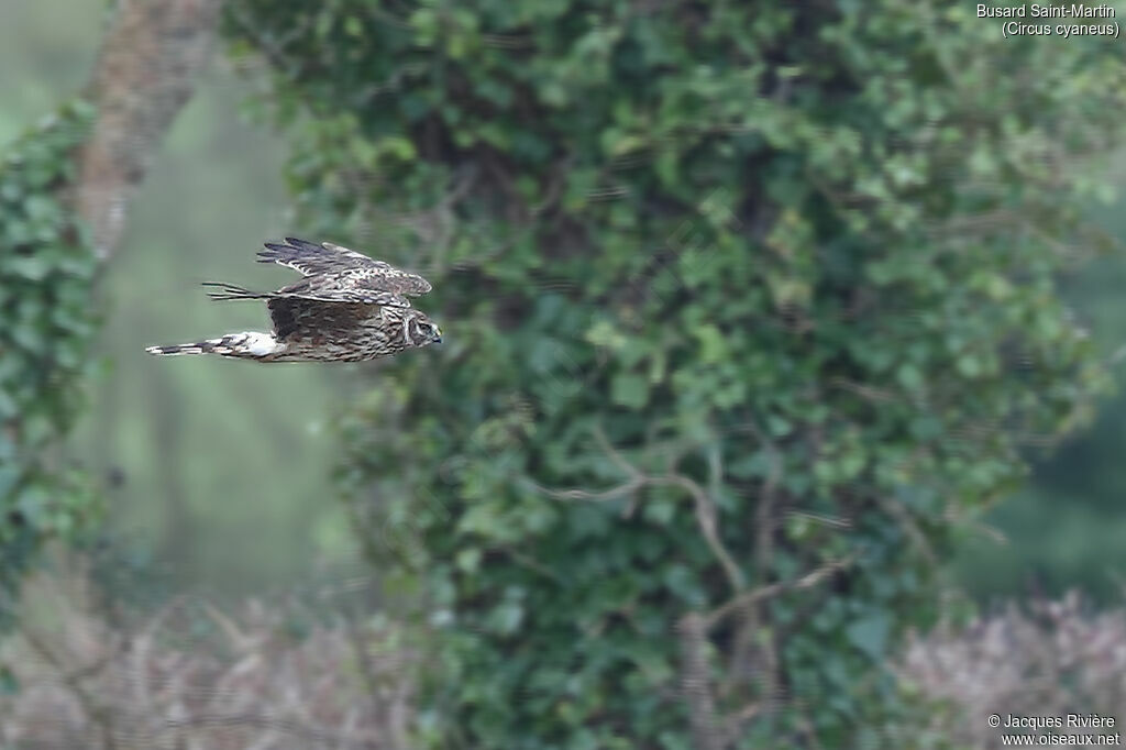 Hen Harrier female adult, Flight