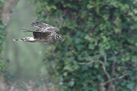 Hen Harrier