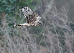 Hen Harrier