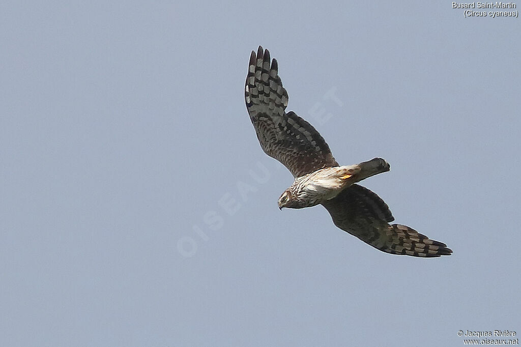 Hen Harrier female adult breeding, Flight