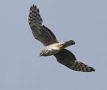 Hen Harrier