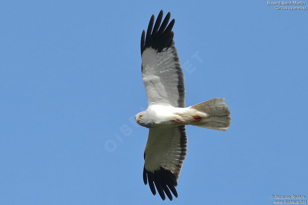 Hen Harrier male adult breeding, Flight