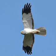 Hen Harrier