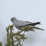 Hen Harrier