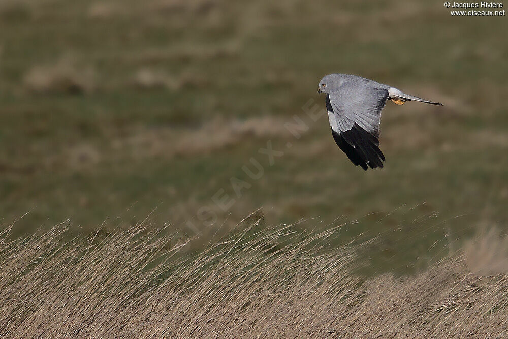 Hen Harrier male adult breeding, Flight