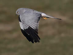 Hen Harrier