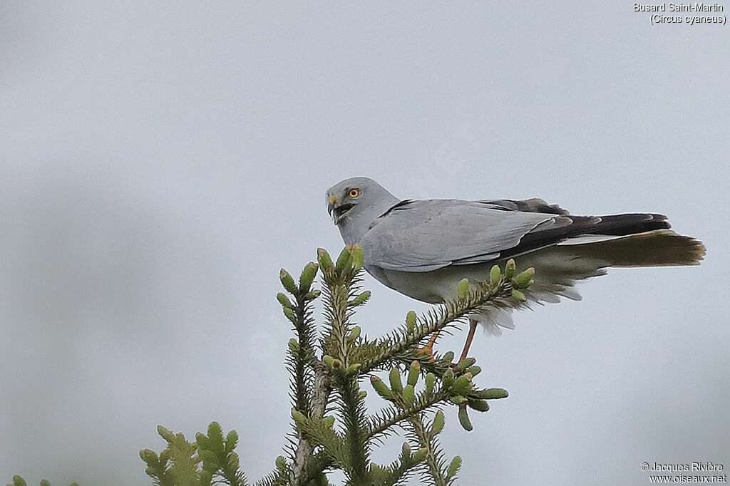 Hen Harrier male adult breeding, identification