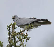 Hen Harrier