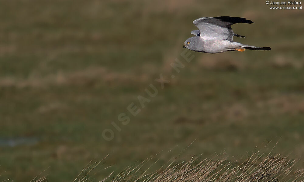 Hen Harrier male adult breeding, Flight