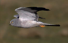 Hen Harrier