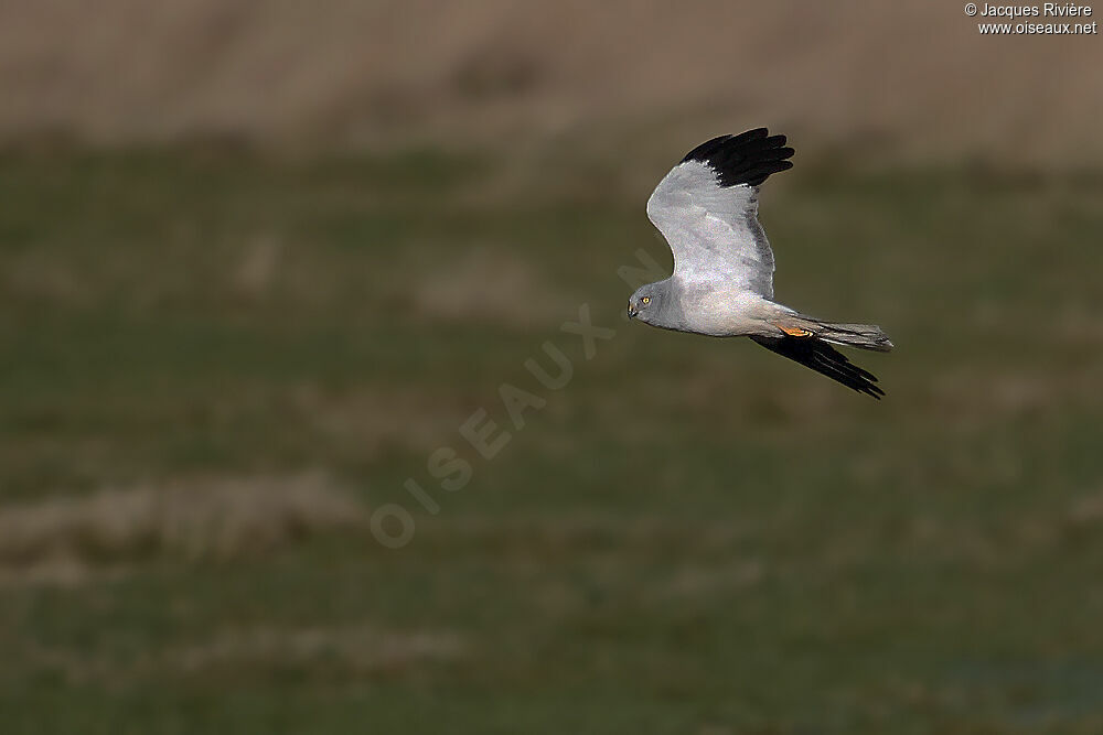 Hen Harrier male adult breeding, Flight