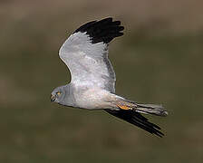 Hen Harrier