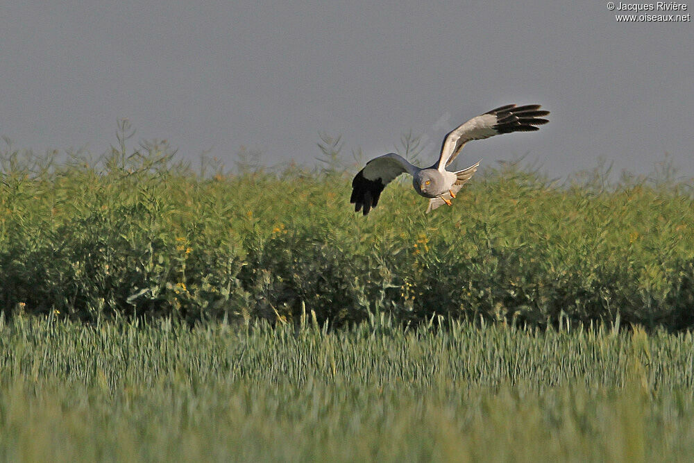 Hen Harrier male adult breeding, Flight