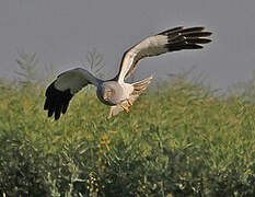 Hen Harrier