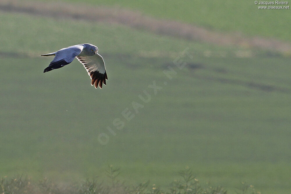 Hen Harrier male adult breeding, Flight