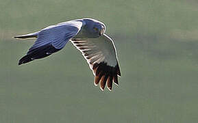 Hen Harrier