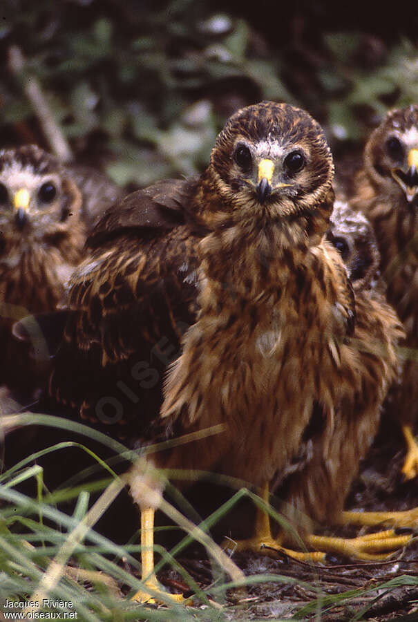 Hen Harrierjuvenile, close-up portrait