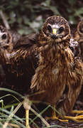 Hen Harrier