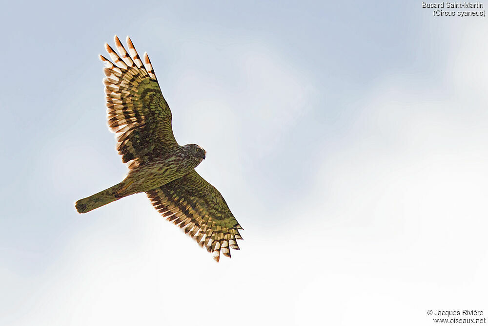 Hen Harrier female adult breeding, Flight