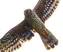 Hen Harrier