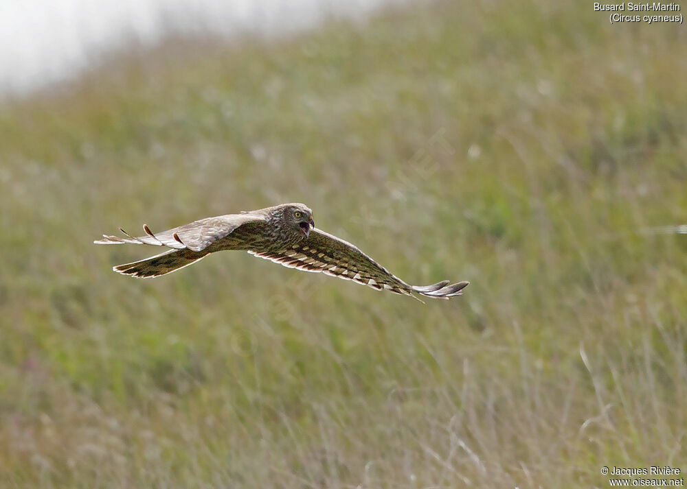 Hen Harrier female adult breeding, Flight