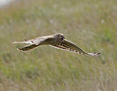 Hen Harrier