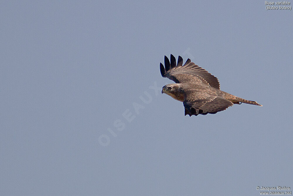 Common Buzzardimmature, Flight