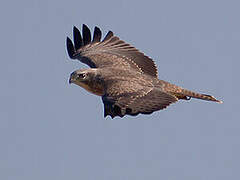 Common Buzzard