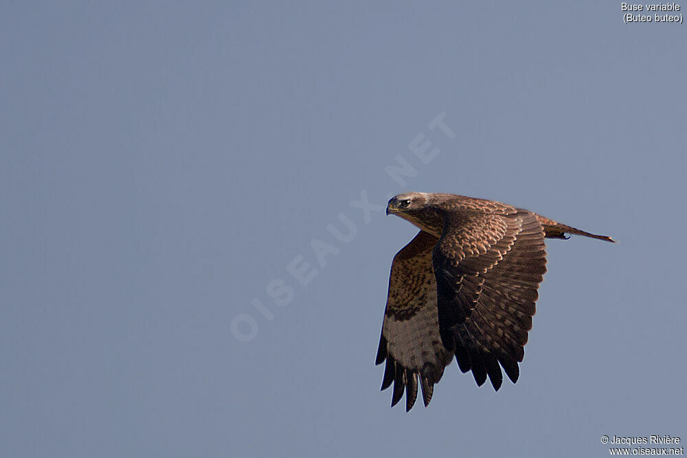 Common Buzzardimmature, Flight