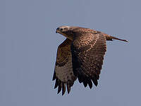 Buse variable