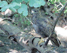 Common Buzzard