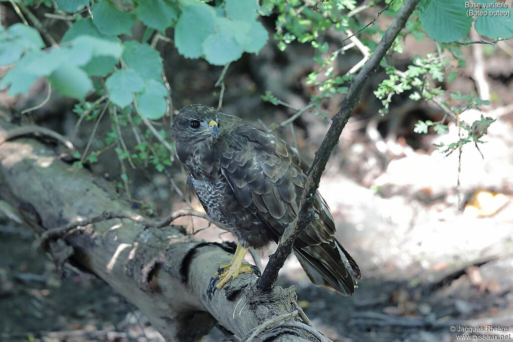 Common Buzzardadult, identification