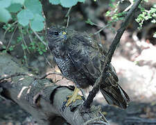 Common Buzzard