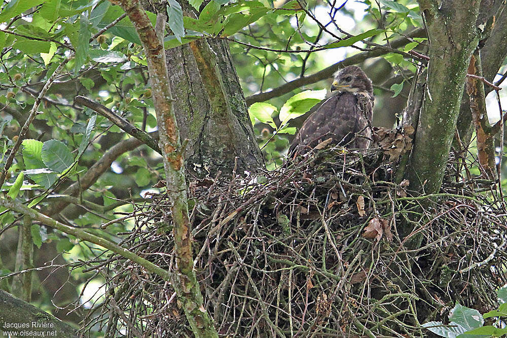 Buse variable1ère année, Nidification