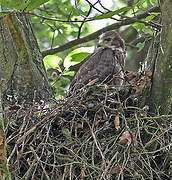 Common Buzzard