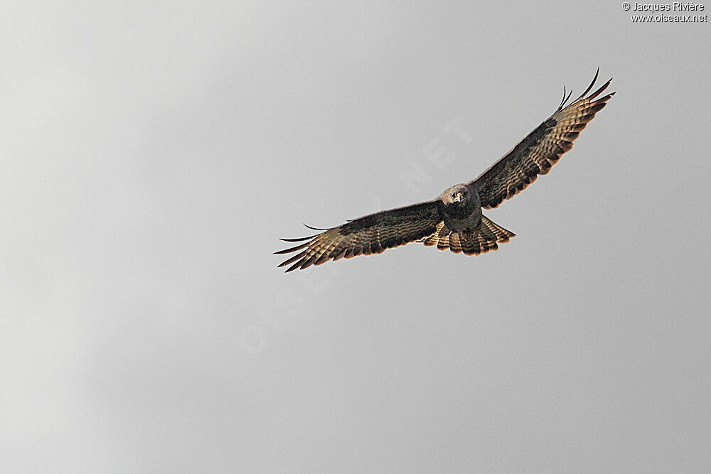 Common Buzzardadult breeding, Flight