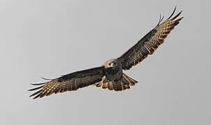 Common Buzzard