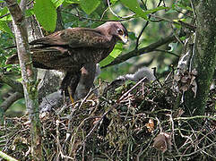 Common Buzzard