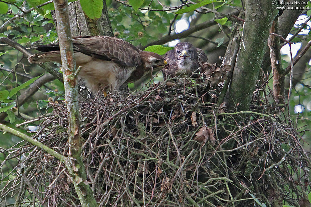 Common Buzzard female adult breeding, Reproduction-nesting