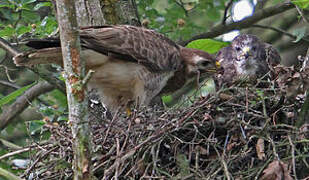 Common Buzzard