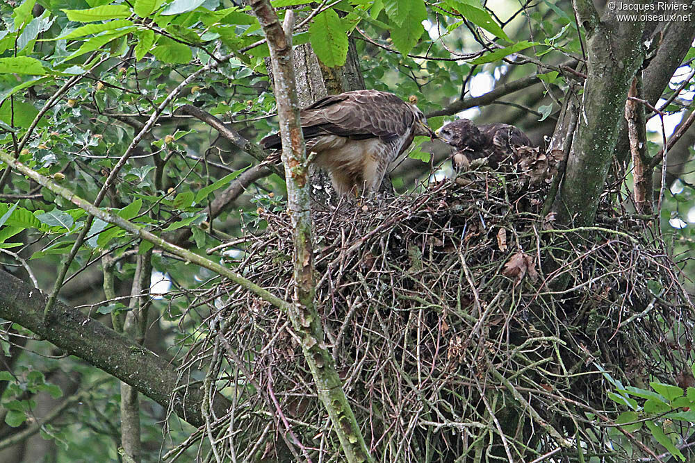 Buse variable femelle adulte nuptial, Nidification