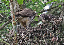 Common Buzzard