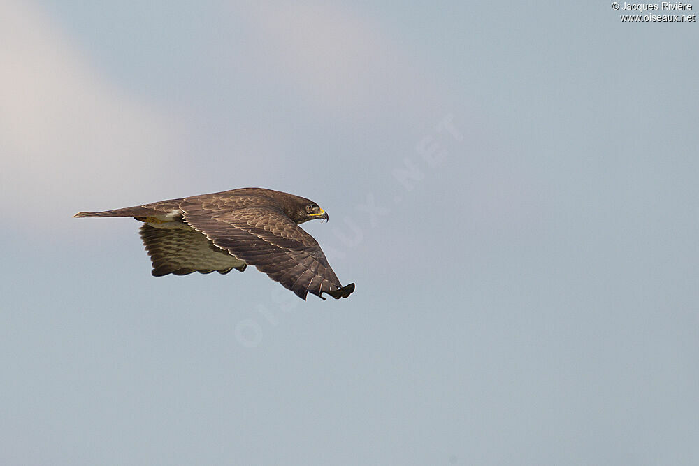 Common Buzzardadult, Flight